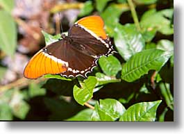images/LatinAmerica/CostaRica/Butterflies/butterflies-04.jpg