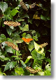 images/LatinAmerica/CostaRica/Butterflies/butterflies-09.jpg