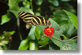 images/LatinAmerica/CostaRica/Butterflies/butterflies-10.jpg