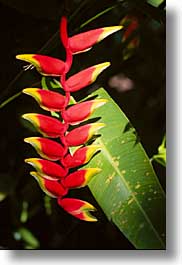 images/LatinAmerica/CostaRica/Plants/plants03.jpg