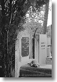 images/LatinAmerica/Cuba/Cemeteries/dog-on-grave.jpg