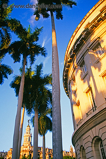 palms-n-capitol.jpg