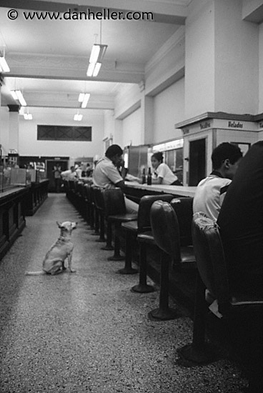 cafe-dog-bw.jpg