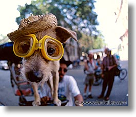 images/LatinAmerica/Cuba/Dogs-n-Cats/dog07.jpg