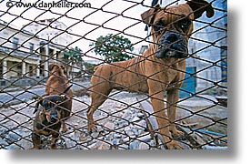 images/LatinAmerica/Cuba/Dogs-n-Cats/junkyard-dogs-1.jpg