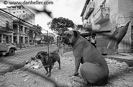 junkyard-dogs-3-bw.jpg