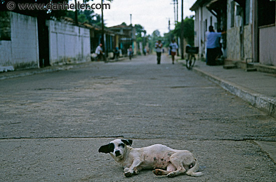 laying-road-dog.jpg