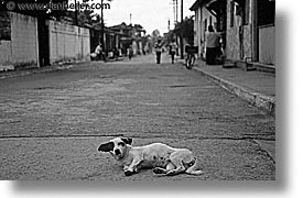 images/LatinAmerica/Cuba/Dogs-n-Cats/laying-road-dog-bw.jpg