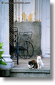 images/LatinAmerica/Cuba/Dogs-n-Cats/porch-cats.jpg