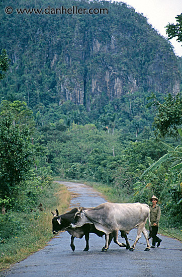 farmer-n-cattle.jpg