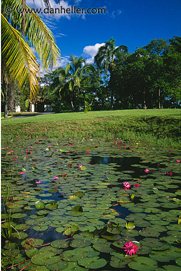 lilly-pond1.jpg