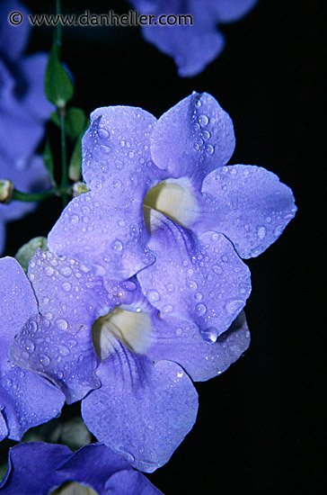 purple-flowers.jpg