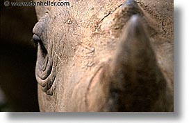 images/LatinAmerica/Cuba/Zoo/rhino-3.jpg