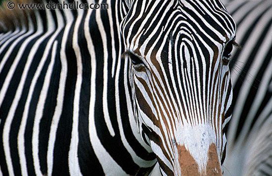 zebra-1.jpg