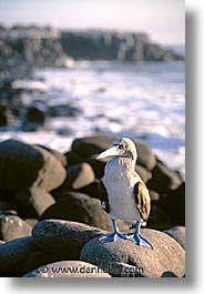 images/LatinAmerica/Ecuador/Galapagos/Birds/Boobies/Blue/blue-boobie-a.jpg