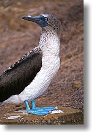 images/LatinAmerica/Ecuador/Galapagos/Birds/Boobies/Blue/blue-boobie-b.jpg