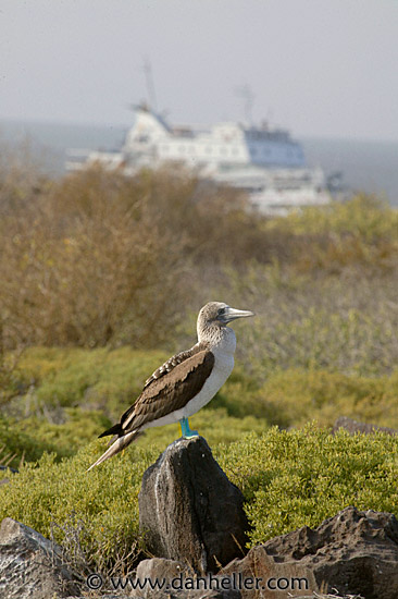 blue-boobie-boat-2.jpg