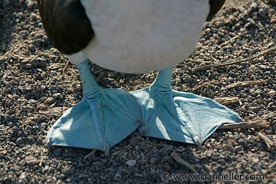 blue-feet.jpg