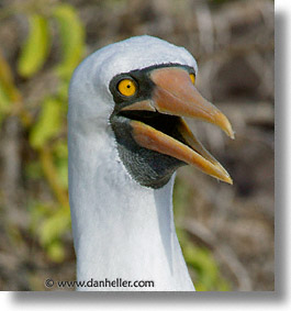 images/LatinAmerica/Ecuador/Galapagos/Birds/Boobies/Masked/masked-head.jpg