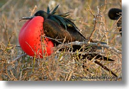 images/LatinAmerica/Ecuador/Galapagos/Birds/Frigatebird/frigatebird-1.jpg