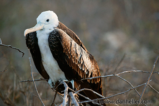 juv-frigatebird-1.jpg