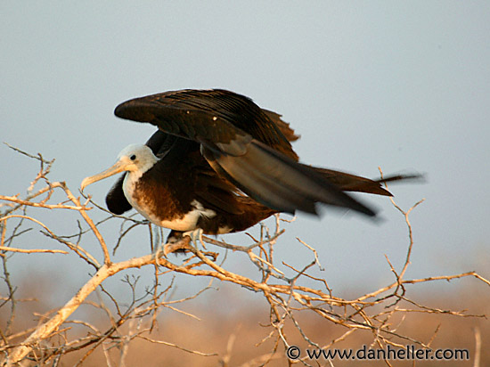 juv-frigatebird-3.jpg