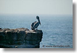 images/LatinAmerica/Ecuador/Galapagos/Birds/Pelican/cliff-perch.jpg
