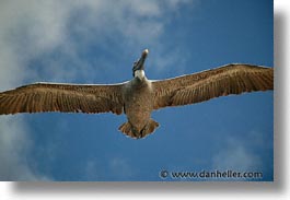 images/LatinAmerica/Ecuador/Galapagos/Birds/Pelican/pelican-flight-01.jpg