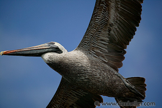 pelican-flight-04.jpg