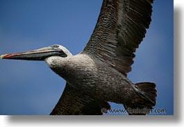 images/LatinAmerica/Ecuador/Galapagos/Birds/Pelican/pelican-flight-04.jpg