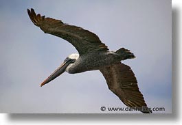 images/LatinAmerica/Ecuador/Galapagos/Birds/Pelican/pelican-flight-05.jpg