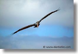 images/LatinAmerica/Ecuador/Galapagos/Birds/Pelican/pelican-flight-06.jpg