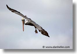 images/LatinAmerica/Ecuador/Galapagos/Birds/Pelican/pelican-flight-07.jpg