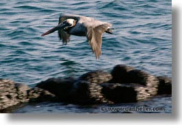 images/LatinAmerica/Ecuador/Galapagos/Birds/Pelican/pelican-flight-08.jpg