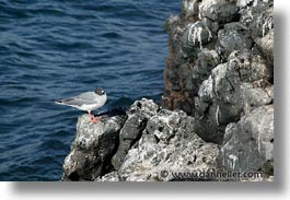 images/LatinAmerica/Ecuador/Galapagos/Birds/SwallowtailGull/swallowtail-gull-03.jpg