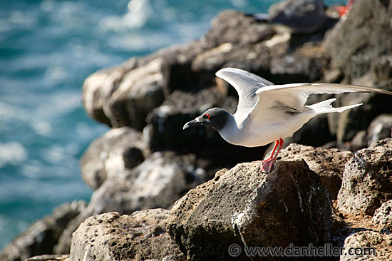 swallowtail-gull-04.jpg