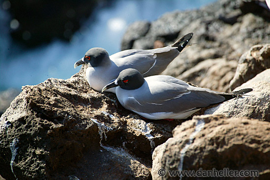 swallowtail-gull-05.jpg