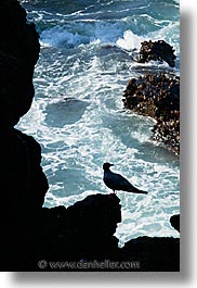 images/LatinAmerica/Ecuador/Galapagos/Birds/SwallowtailGull/swallowtail-gull-06.jpg