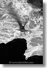 images/LatinAmerica/Ecuador/Galapagos/Birds/SwallowtailGull/swallowtail-gull-10-bw.jpg