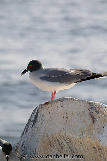 swallowtail-gull-11.jpg