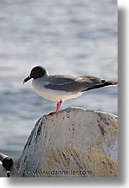 images/LatinAmerica/Ecuador/Galapagos/Birds/SwallowtailGull/swallowtail-gull-11.jpg