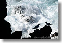 images/LatinAmerica/Ecuador/Galapagos/Birds/SwallowtailGull/swallowtail-gull-18.jpg