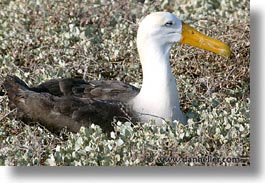 images/LatinAmerica/Ecuador/Galapagos/Birds/albatross-02.jpg