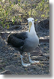 images/LatinAmerica/Ecuador/Galapagos/Birds/albatross-04.jpg