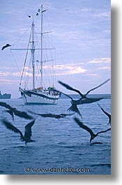 images/LatinAmerica/Ecuador/Galapagos/Birds/birds-boat-dusk.jpg