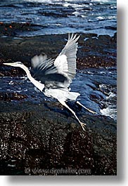 images/LatinAmerica/Ecuador/Galapagos/Birds/galap-blue-herron-2.jpg