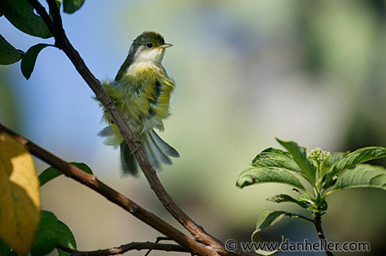 large-billed-flycatcher-1.jpg