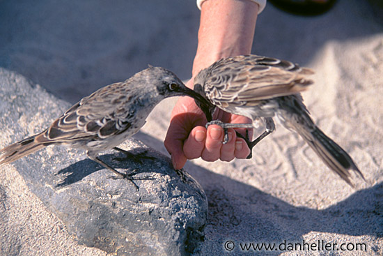 mocking-bird-a.jpg