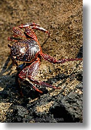 images/LatinAmerica/Ecuador/Galapagos/Crabs/crab-01.jpg