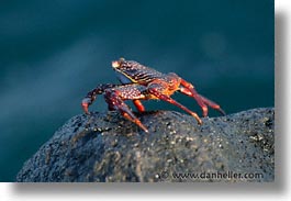 images/LatinAmerica/Ecuador/Galapagos/Crabs/crab-02.jpg